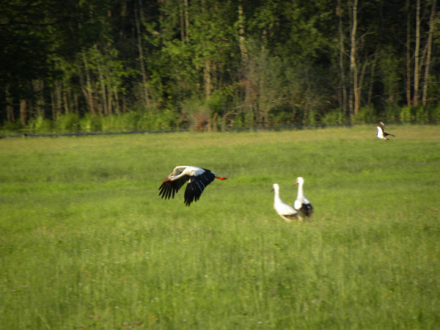 Podlasie 2011