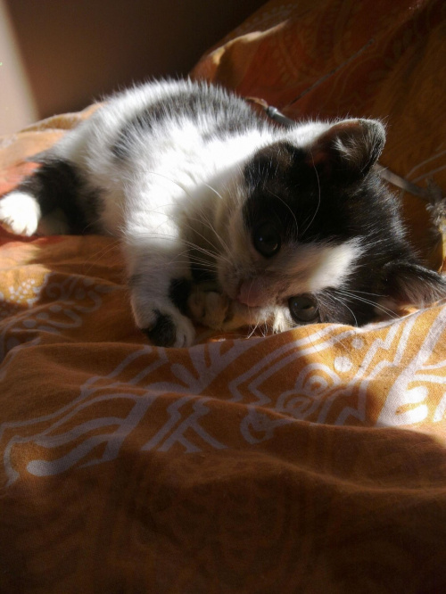 Juluś