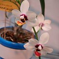 Phalaenopsis hybr.1