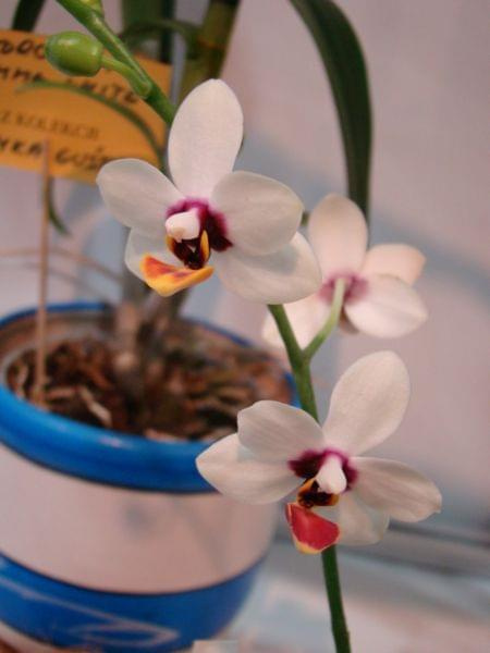 Phalaenopsis hybr.1