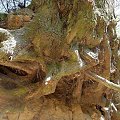 Mocarne korzenie drzew o fantastycznych kształtach #KazimierzDolny