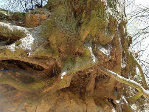 Mocarne korzenie drzew o fantastycznych kształtach #KazimierzDolny