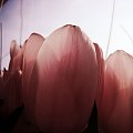 tulipany #tulipany #kwiaty