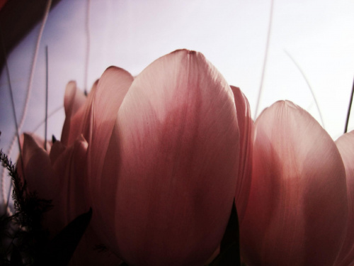 tulipany #tulipany #kwiaty