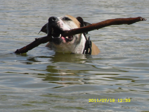 Daisy #amstaff