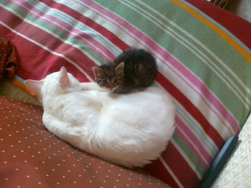 Decybel i Bibi
