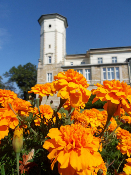 Kwiaty dodają blasku pałacowi #Brunów #LwówekŚl