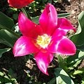 tulipan ciemno różowy