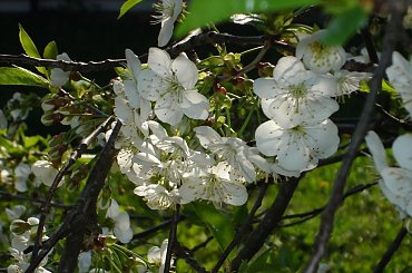 #natura #kwiat #przyroda #zielony #tulipan #odpoczynek