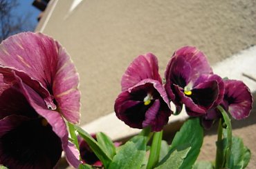 #natura #kwiat #przyroda #zielony #tulipan #odpoczynek