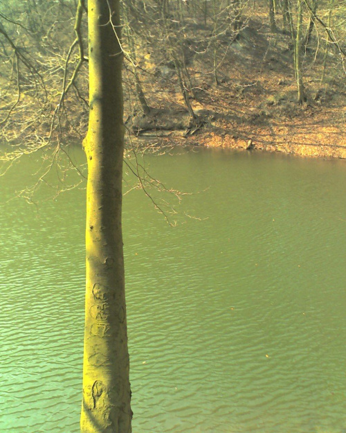 #SzmaragdoweJezioro #szczecin #woda #las #liscie #drzewo