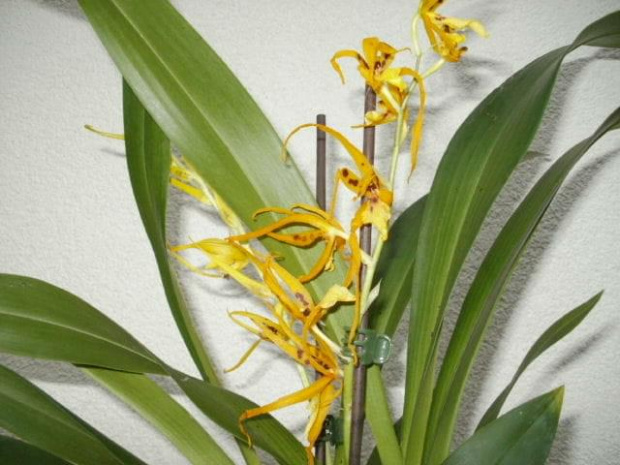 brassia