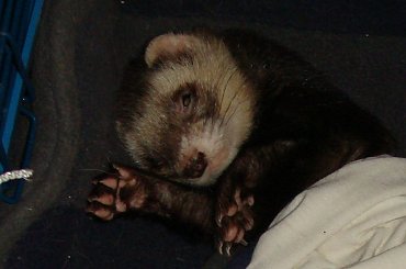 #fretka #Tymek #Tymonek #SPF #FAA #DomTymczasowy #WirtualneAdopcje #StowarzyszeniePrzyjaciółFretek #portret