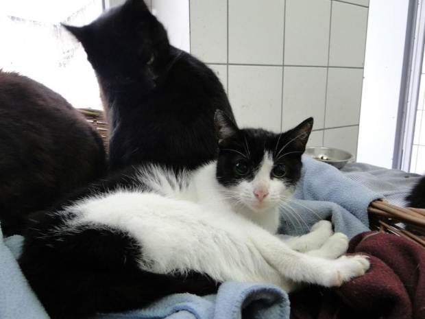 Koty do adopcji #adopcja #adopcje #Gliwice #kocięta #kot #kotki #koty #pomoc #przygarnę #schronisko #zaadoptuję #zwierzęta