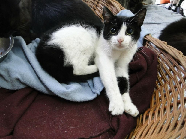 Koty do adopcji #adopcja #adopcje #Gliwice #kocięta #kot #kotki #koty #pomoc #przygarnę #schronisko #zaadoptuję #zwierzęta