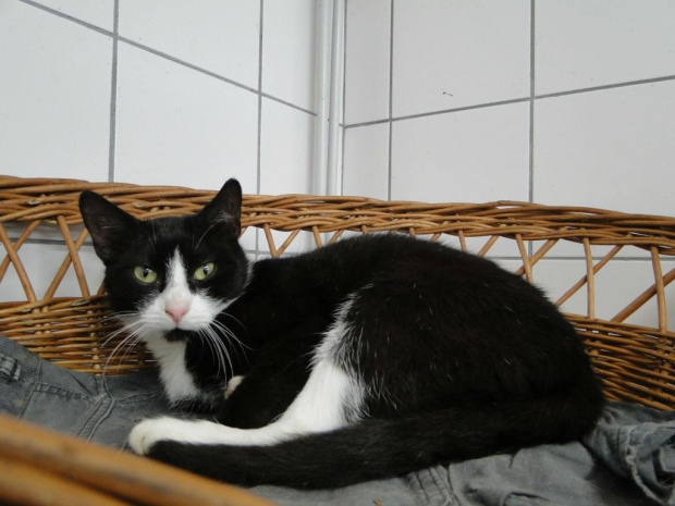 Koty do adopcji #adopcja #adopcje #Gliwice #kocięta #kot #kotki #koty #pomoc #przygarnę #schronisko #zaadoptuję #zwierzęta