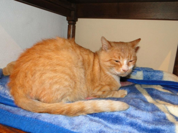 Koty do adopcji #adopcja #adopcje #Gliwice #kocięta #kot #kotki #koty #pomoc #przygarnę #schronisko #zaadoptuję #zwierzęta