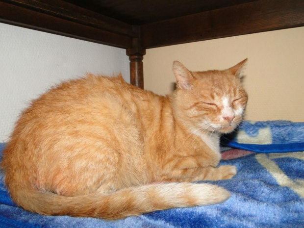 Koty do adopcji #adopcja #adopcje #Gliwice #kocięta #kot #kotki #koty #pomoc #przygarnę #schronisko #zaadoptuję #zwierzęta