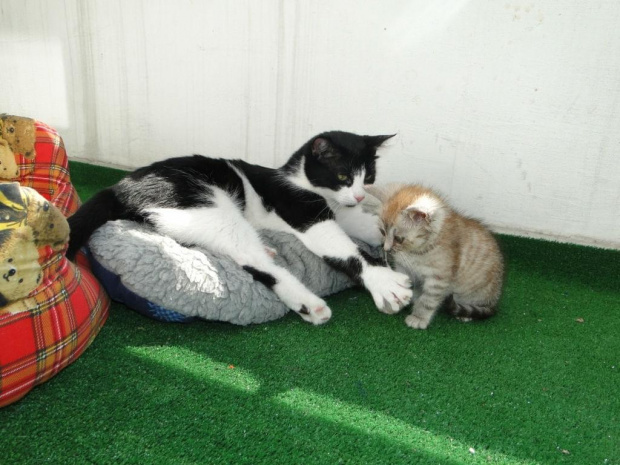 Koty do adopcji #adopcja #adopcje #Gliwice #kocięta #kot #kotki #koty #pomoc #przygarnę #schronisko #zaadoptuję #zwierzęta