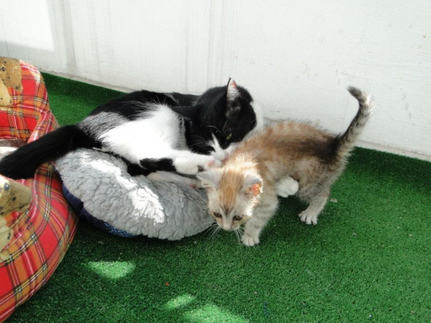 Koty do adopcji #adopcja #adopcje #Gliwice #kocięta #kot #kotki #koty #pomoc #przygarnę #schronisko #zaadoptuję #zwierzęta