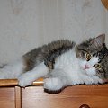 Ofelia Manchzhury of Marcowe Migdaly*PL - 5 miesięcy - kotka syberyjska
