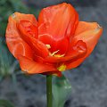 #rośliny #tulipan