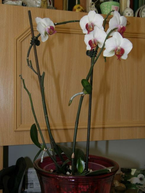 phalenopsis