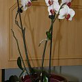 phalenopsis