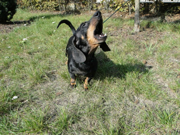 Koty do adopcji #adopcja #adopcje #Gliwice #kocięta #kot #kotki #koty #pomoc #przygarnę #schronisko #zaadoptuję #zwierzęta