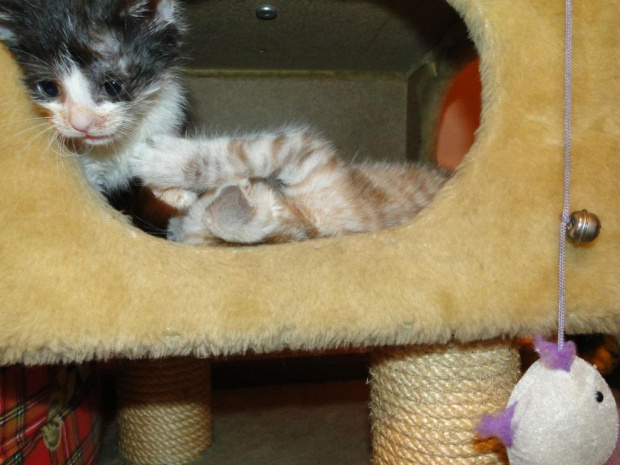 Koty do adopcji #adopcja #adopcje #Gliwice #kocięta #kot #kotki #koty #pomoc #przygarnę #schronisko #zaadoptuję #zwierzęta
