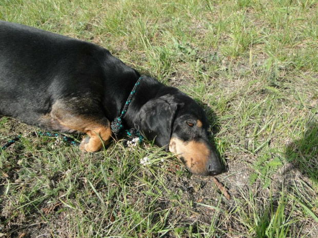 Koty do adopcji #adopcja #adopcje #Gliwice #kocięta #kot #kotki #koty #pomoc #przygarnę #schronisko #zaadoptuję #zwierzęta