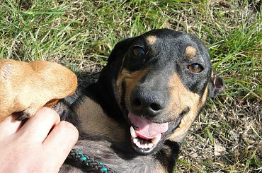 Koty do adopcji #adopcja #adopcje #Gliwice #kocięta #kot #kotki #koty #pomoc #przygarnę #schronisko #zaadoptuję #zwierzęta