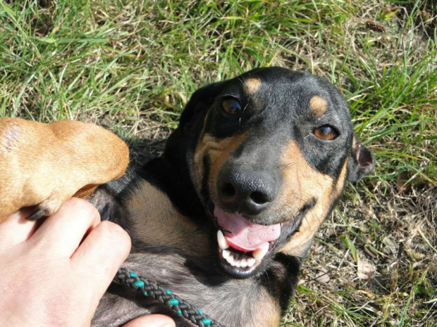 Koty do adopcji #adopcja #adopcje #Gliwice #kocięta #kot #kotki #koty #pomoc #przygarnę #schronisko #zaadoptuję #zwierzęta