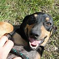 Koty do adopcji #adopcja #adopcje #Gliwice #kocięta #kot #kotki #koty #pomoc #przygarnę #schronisko #zaadoptuję #zwierzęta