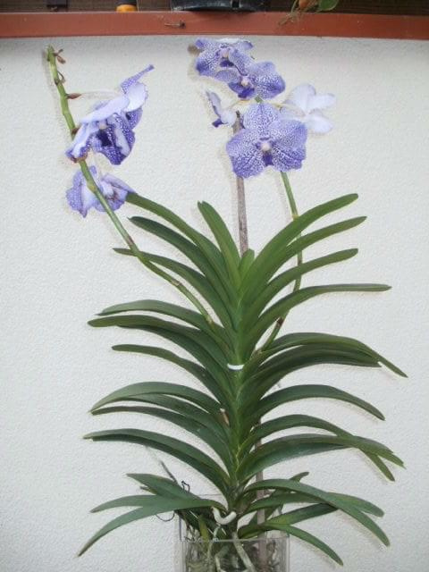 vanda