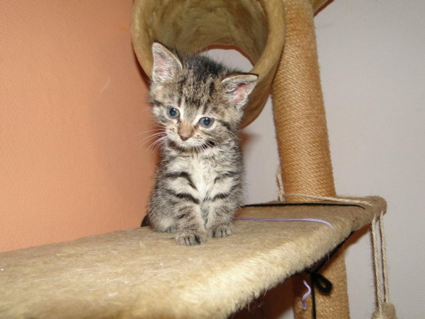 Koty do adopcji