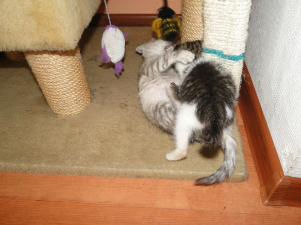 Koty do adopcji #adopcja #adopcje #Gliwice #kocięta #kot #kotki #koty #pomoc #przygarnę #schronisko #zaadoptuję #zwierzęta