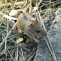 #zwierzęta #natura #mysz #gryzoń #makro