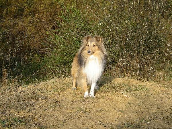 sheltie #SheltieOwczarekSzetlandzki