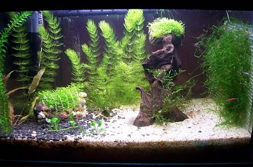 Całe akwarium #Adam