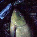 tench