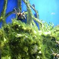 Aquarium