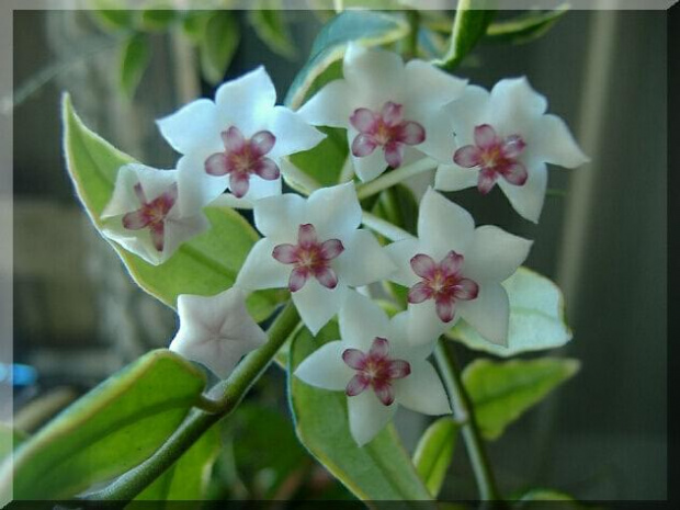 Hoya bella variegata