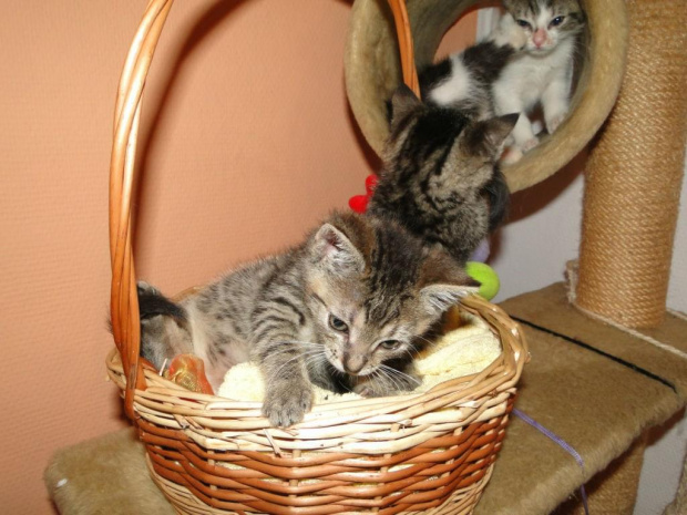 Koty do adopcji #adopcja #adopcje #Gliwice #kocięta #kot #kotki #koty #pomoc #przygarnę #schronisko #zaadoptuję #zwierzęta
