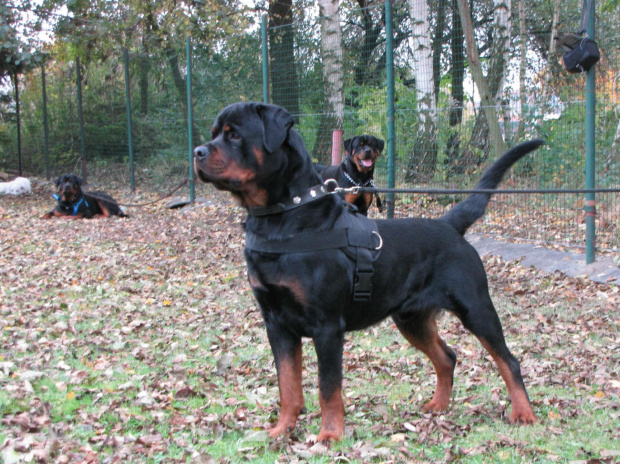 1 #amigo #psy #rottweiler