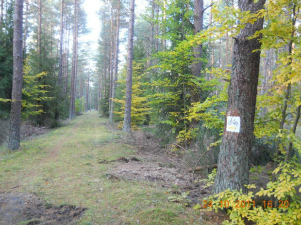 Trasa ścieżki za skrzyżowaniem z dr. powiatową.