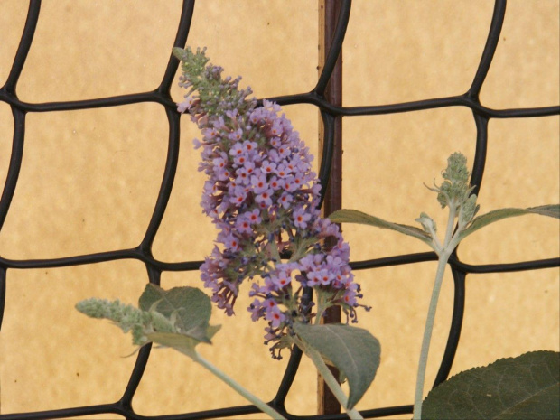 Pięknie zakwitła moja Buddleja, do której przylatywały ciągle motyle. Nie straszne było im 4 piętro :) #Buddleja