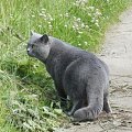 Kocie wakacje-Sarbinowo Morskie -czerwiec 2011