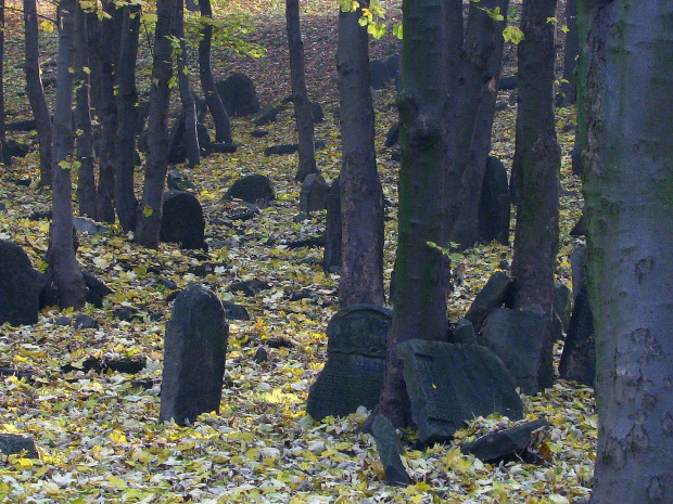 stary cmentarz żydowski