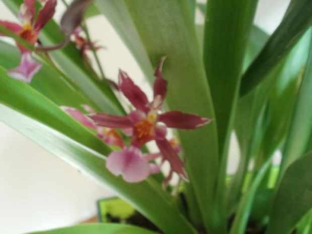 oncidium